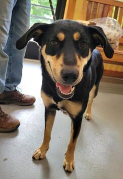 Luna -  Mixed Breed Dog for Adoption in Lawrenceburg, Tennessee - Luna | PetCurious