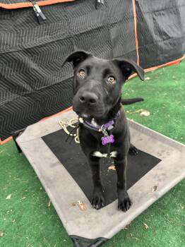 Pit Bull Terrier and Labrador Retriever Dogs Available for Adoption in Bloomfield Hills, Michigan - Raven | PetCurious