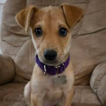 Carlee -  Terrier and Mixed Breed Dog for Adoption in Jarrettsville, Maryland - Carlee | PetCurious