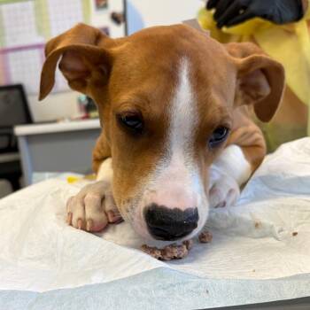 Poptart -  Pit Bull Terrier and Hound Dog for Adoption in Nashville, Tennessee - Poptart | PetCurious