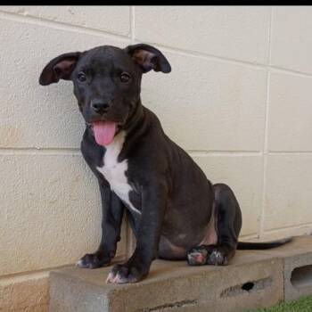 R169001 Scooby -  Mixed Breed Dog for Adoption in Port Washington, New York - R169001 Scooby | PetCurious