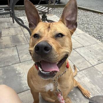 American Bully and Pit Bull Terrier Dogs Available for Adoption - Bella | PetCurious