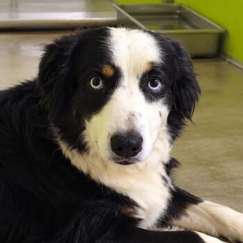 Bea2241 -  Border Collie Dog for Adoption in San Jacinto, California - Bea2241 | PetCurious
