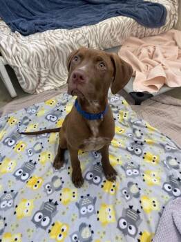 Pit Bull Terrier Dogs Available for Adoption in Fort Wayne, Indiana - HANK | PetCurious