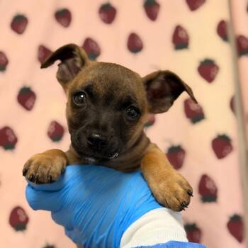 Prada -  Chihuahua and Dachshund Dog for Adoption in San Antonio, Texas - Prada | PetCurious