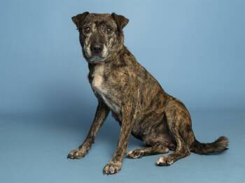 SWEETIE -  Pit Bull Terrier and Mixed Breed Dog for Adoption in Phoenix, Arizona - SWEETIE | PetCurious