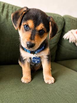 Labrador Retriever Dogs Available for Adoption in San Diego, California - Clover | PetCurious