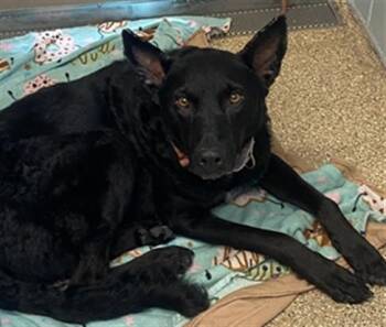 German Shepherd Dog and Mixed Breed Dogs Available for Adoption - BEAR | PetCurious