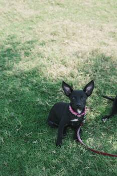 Tater -  Chihuahua and Terrier Dog for Adoption in Glenpool, Oklahoma - Tater | PetCurious