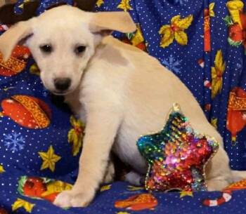 Rescue Mixed Breed Dogs for Adoption in Puyallup, Washington - Peppermint | PetCurious