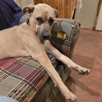 Banana -  Mixed Breed Dog for Adoption in Glenfield, New York - Banana | PetCurious