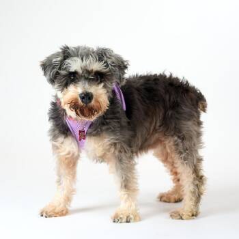 Schnauzer Dogs Available for Adoption in San Francisco, California - Helena 14047 | PetCurious