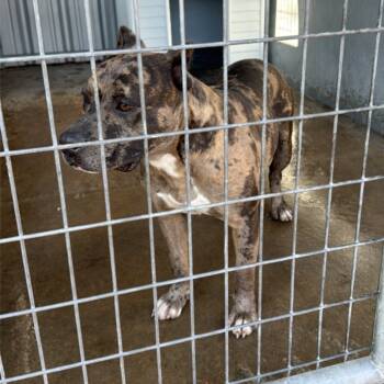 Rescue Pit Bull Terrier Dogs for Adoption in St. Louis, Missouri - Waluiji | PetCurious