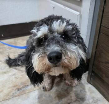 Maltese and Poodle Dogs Available for Adoption in Sedalia, Colorado - Niko | PetCurious