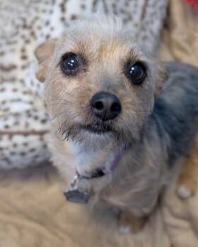 Sadie -  Yorkshire Terrier Dog for Adoption in Defiance, Ohio - Sadie | PetCurious