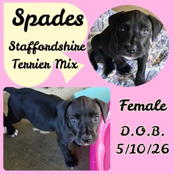 Spades -  American Staffordshire Terrier Dog for Adoption in Caldwell, Texas - Spades | PetCurious