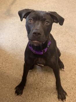 Chili Chai -  Pit Bull Terrier Dog for Adoption in Cleveland, Ohio - Chili Chai | PetCurious