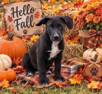 BROCK -  Labrador Retriever and Pointer Dog for Adoption in Locust Fork, Alabama - BROCK | PetCurious
