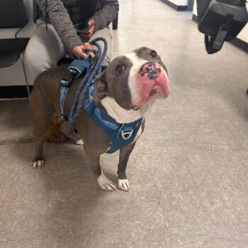 Mixed Breed Dogs Available for Adoption - Junebug | PetCurious