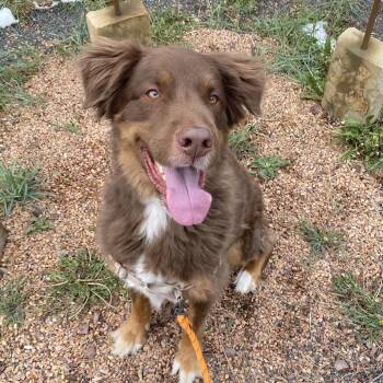 Australian Shepherd and Mixed Breed Dogs Available for Adoption in Cheyenne, Wyoming - Ludo | PetCurious