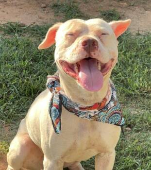 Mr. Pinky HW + Fee Sponsored -  Pit Bull Terrier and Mixed Breed Dog for Adoption in Seneca, South Carolina - Mr. Pinky HW + Fee Sponsored | PetCurious