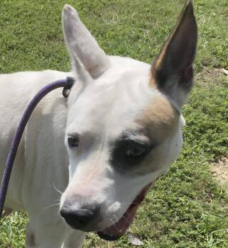 Rescue Labrador Retriever and Shepherd Dogs for Adoption in Roswell, Georgia - Snow White | PetCurious
