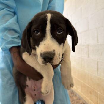 Hood 9436 -  Great Pyrenees and Great Dane Dog for Adoption in Loxahatchee Groves, Florida - Hood 9436 | PetCurious