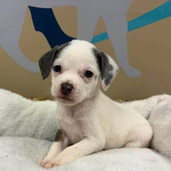 Squeak * adoption pending* -  Chihuahua and Mixed Breed Dog for Adoption - Squeak * Adoption Pending* | PetCurious