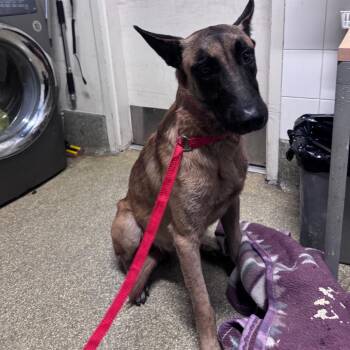 Rambo -  Belgian Shepherd Malinois Dog for Adoption in San Gabriel, California - Rambo | PetCurious