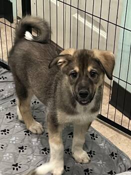 German Shepherd Dog and Husky Dogs Available for Adoption in Salisbury, Maryland - Mandalay Bay | PetCurious