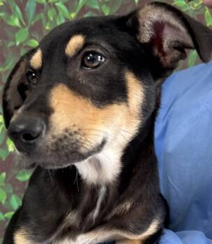 Rescue Shepherd and Mixed Breed Dogs for Adoption in San Antonio, Texas - Carla | PetCurious