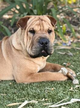 Shar Pei Dogs Available for Adoption in Lake Forest, California - Dijon | PetCurious