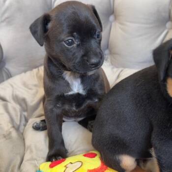 Chaser -  Mixed Breed Dog for Adoption in St. Peters, Missouri - Chaser | PetCurious