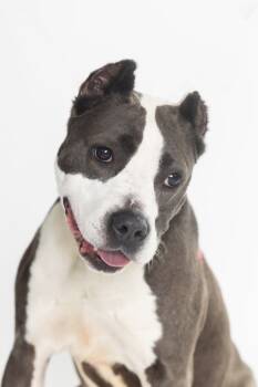 Rescue Mixed Breed Dogs for Adoption in Dearborn, Michigan - Sasha Fierce | PetCurious