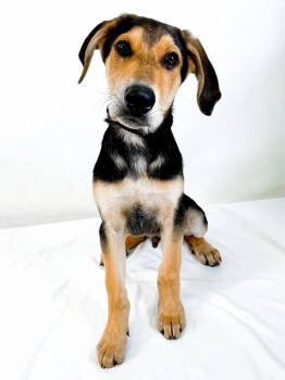 Hound Dogs Available for Adoption in Bixby, Oklahoma - Rodeo | PetCurious