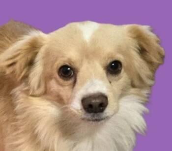 Rescue Pomeranian and Chihuahua Dogs for Adoption in Savannah, Georgia - Sol | PetCurious