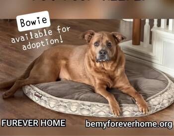 Mastiff Dogs Available for Adoption in Plano, Texas - Bowie | PetCurious