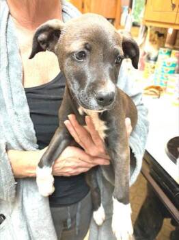 Labrador Retriever and Feist Dogs Available for Adoption in Rutherfordton, North Carolina - Elizabeth | PetCurious