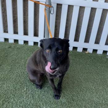 A612660 -  German Shepherd Dog and Mixed Breed Dog for Adoption in Modesto, California - A612660 | PetCurious