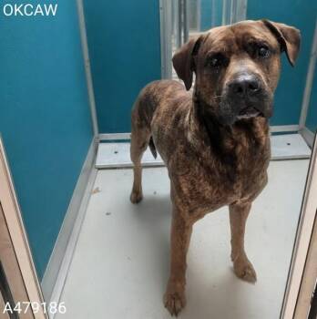 A479186 -  Plott Hound Dog for Adoption in Oklahoma City, Oklahoma - A479186 | PetCurious