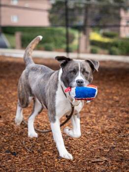 Mixed Breed Dogs Available for Adoption in Chamblee, Georgia - Zole | PetCurious