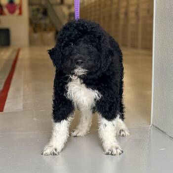 Sheepadoodle Dogs Available for Adoption in Chicago, Illinois - Quentin | PetCurious