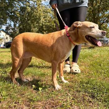 Maizey -  Labrador Retriever Dog for Adoption in Waterloo, Iowa - Maizey | PetCurious