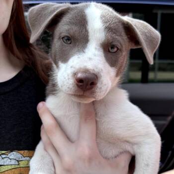 Ducky 060315U -  Terrier and Mixed Breed Dog for Adoption in Tupelo, Mississippi - Ducky 060315U | PetCurious
