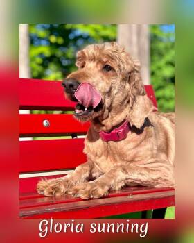 Gloria -  Goldendoodle Dog for Adoption in Fredericksburg, Virginia - Gloria | PetCurious