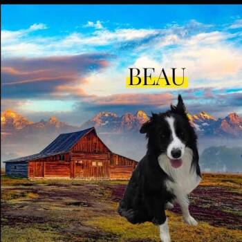 Beau -  Border Collie Dog for Adoption in York, Nebraska - Beau | PetCurious