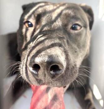 Pit Bull Terrier and Mixed Breed Dogs Available for Adoption in Houston, Texas - A656933 | PetCurious