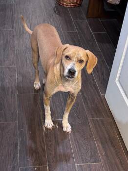 Rescue Beagle and Boxer Dogs for Adoption in Pensacola, Florida - Reggie | PetCurious