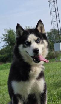 Charley -  Siberian Husky Dog for Adoption in Huntington, Indiana - Charley | PetCurious