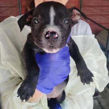 Royal -  Pit Bull Terrier and Mixed Breed Dog for Adoption in Dover, Arkansas - Royal | PetCurious